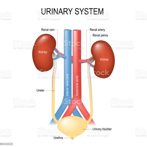 泌尿系統 常識|泌尿系統 ( urinary system )